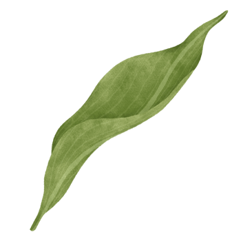 Leaf of lily floral png