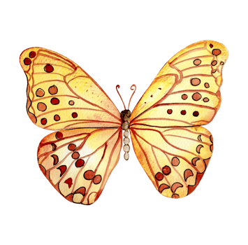 Watercolor colorful butterfly. Illustration of monarch butterfly.Hand drawn insect illustration png