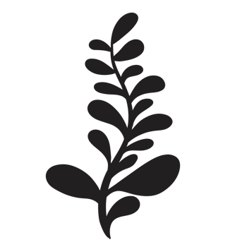 Hand Drawn Wild Flower Png