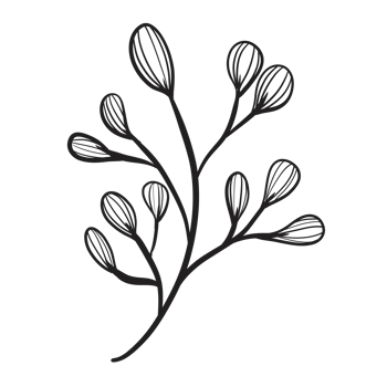 Hand Drawn Wild Flower Png