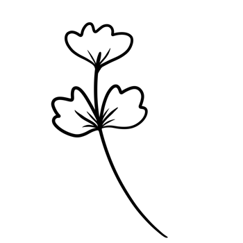 Hand Drawn Wild Flower Png