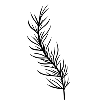 Hand Drawn Wild Flower Png
