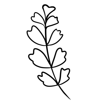 Hand Drawn Wild Flower Png