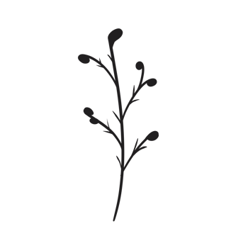 Hand Drawn Wild Flower Png