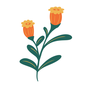 Hand Drawn Wild Flower Png