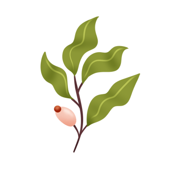 Hand Drawn Wild Flower Png