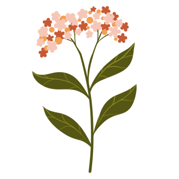 Hand Drawn Wild Flower Png