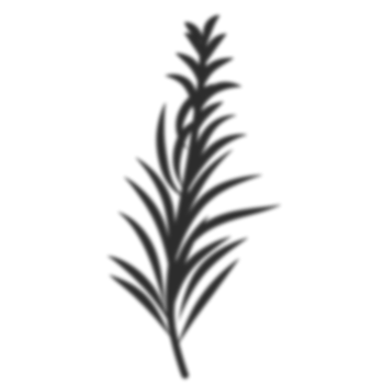 Palm leaves shadow png
