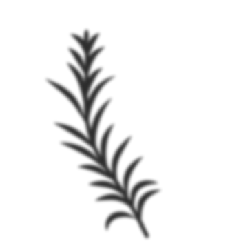 Palm leaves shadow png