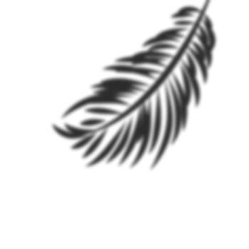 Palm leaves shadow png