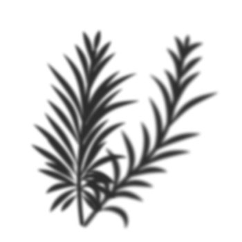 Palm leaves shadow png