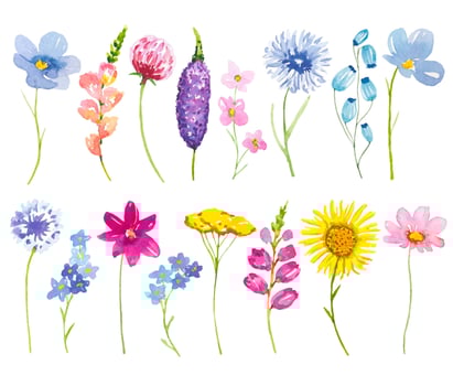 Collection of meadow flowers and herbs, set of watercolor wildflowers vector