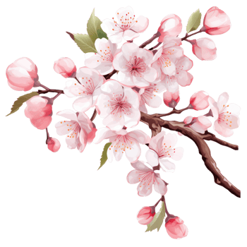 Cherry flower isolated. Illustration png