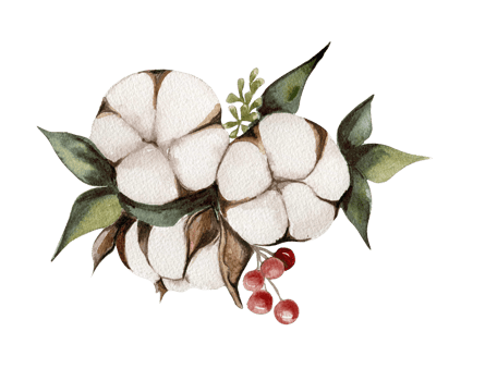 Cotton branches and red berries composition . png