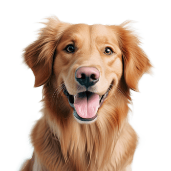 Cute dog portrait isolated. Illustration png
