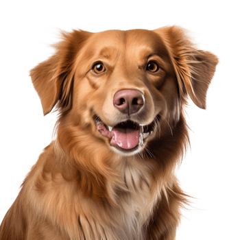Cute dog portrait isolated. Illustration png