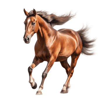 Brown horse isolated. Illustration png