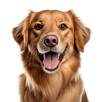 Cute dog portrait isolated. Illustration png