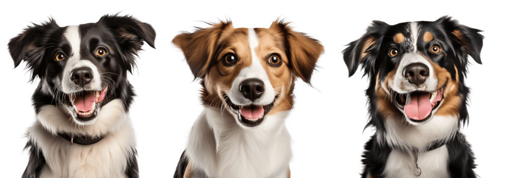 Cute dog portrait isolated. Illustration png