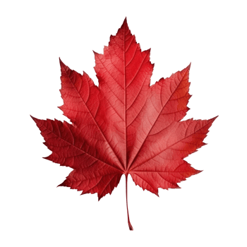 Autumn leaf isolated. Illustration png