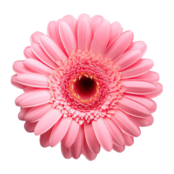 Gerbera flower isolated. Illustration png
