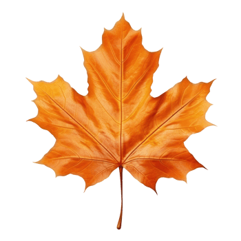 Autumn leaf isolated. Illustration png