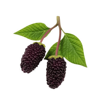 Fresh mulberries isolated on transparent background png