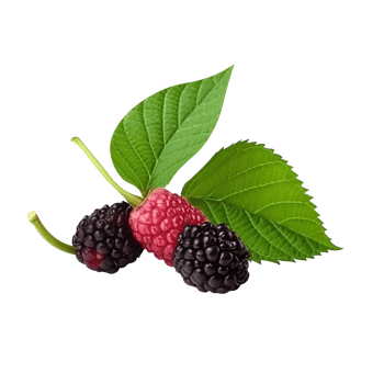 Fresh mulberries isolated on transparent background png