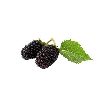 Fresh mulberries isolated on transparent background png