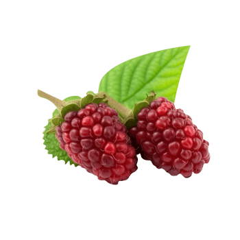 Fresh mulberries isolated on transparent background png