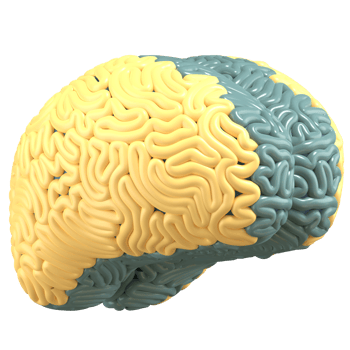 3d illustration of brain with high quality render png