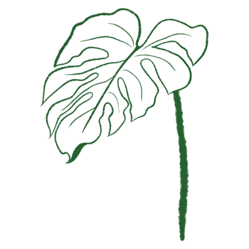 Tropical Leaves in doodle style. hand drawn line design elements. png