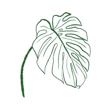 Tropical Leaves in doodle style. hand drawn line design elements. png