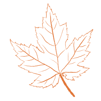 Tropical Leaves in doodle style. hand drawn line design elements. png