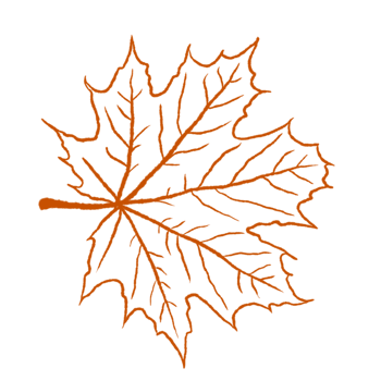 Tropical Leaves in doodle style. hand drawn line design elements. png
