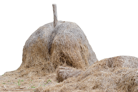 yellow haystack or straw on a transparent background png