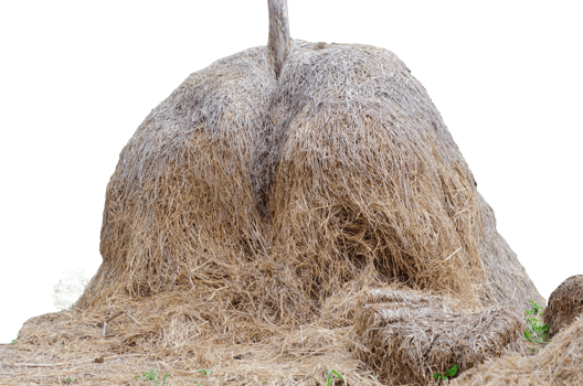 Closeup yellow haystack or straw on a transparent background png