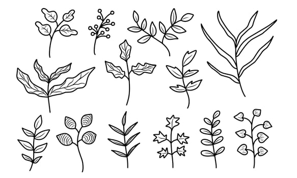 Doodle illustration of branches leaves in different plant. Floral hand drawn line art style. vector