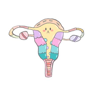 Cute cartoon pastel doodle hand draw anatomy uterus female png