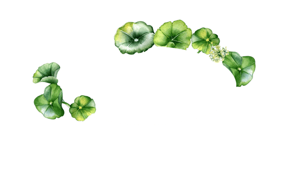 Frame of centella asiatica, herbal plants watercolor illustration. Pennywort, gotu kola, rounded leaves wreath hand drawn. Design for package, label, herbal plants collection. png