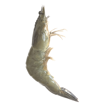 Fresh prawns ingredient for cooking. png