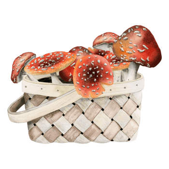 Watercolor autumn fly agaric mushrooms in wicker basket illustration. Forest woodland clipart for card design, print, fabric png