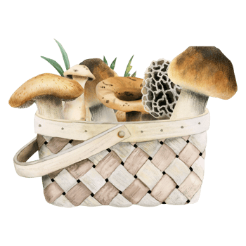 Brown edible mushrooms in wicker basket watercolor illustration. Forest woodland clipart with boletus and grass for card design, print, fabric png