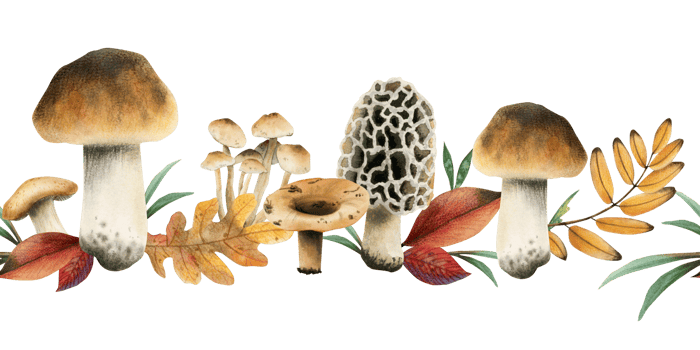Autumn horizontal seamless border with brown edible boletus mushrooms and yellow red fall leaves watercolor illustration png