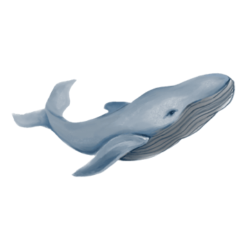 whale blue whale for kids for babies painting png