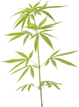 cannabis, hemp plant cut out on transparent background. png