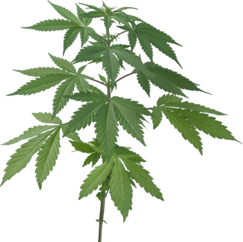 cannabis, hemp plant cut out on transparent background. png