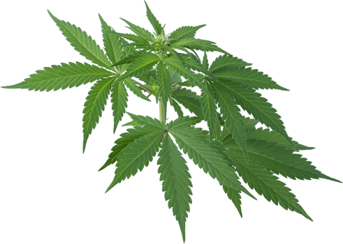 cannabis, hemp plant cut out on transparent background. png