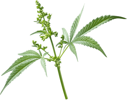 cannabis, hemp plant cut out on transparent background. png