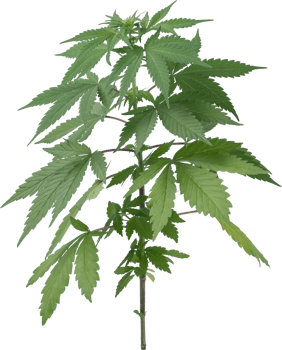 cannabis, hemp plant cut out on transparent background. png